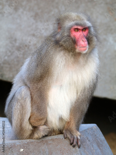 Japanese macaque © Edwin Butter