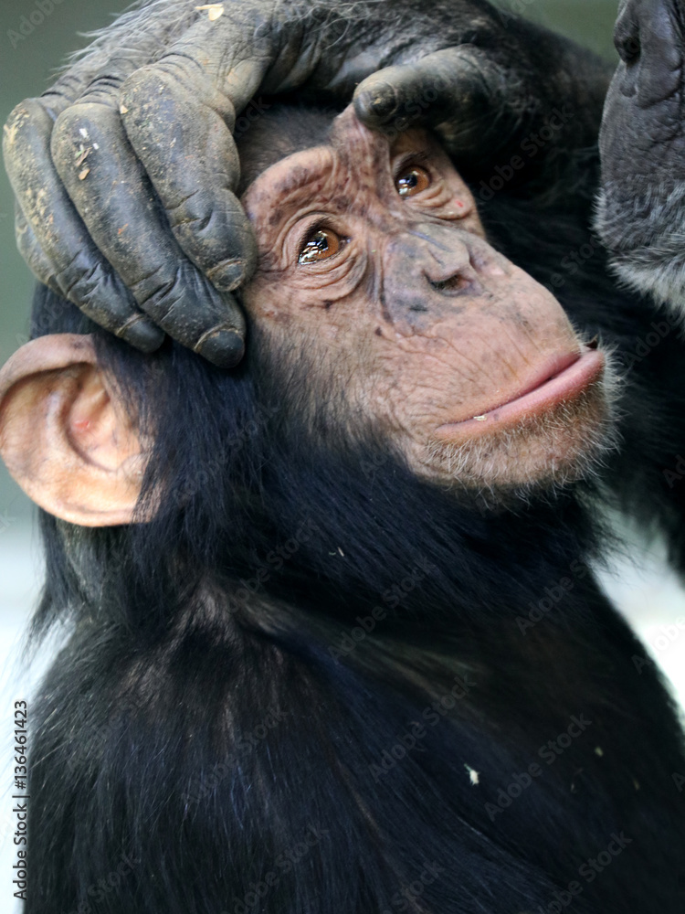 Fototapeta premium Chimpanzee baby