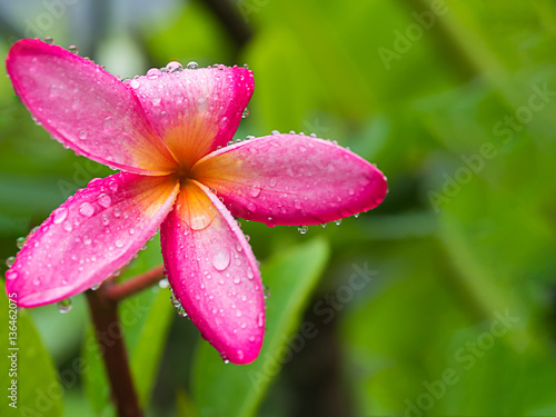 beautiful pink Franglais flower with raindrops