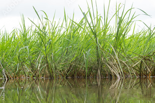 young rice field no seed