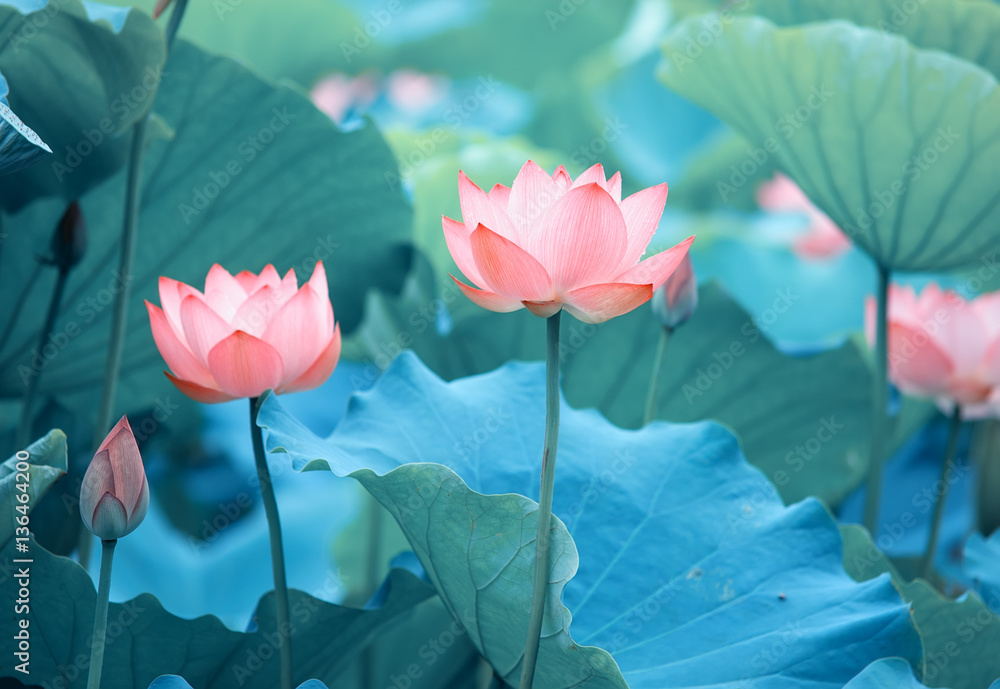 Lotus flower and Lotus flower plants - obrazy, fototapety, plakaty 
