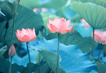 Papier peint photo Fleur de lotus Fleurs de lotus et plantes aquatiques  © xiaoliangge