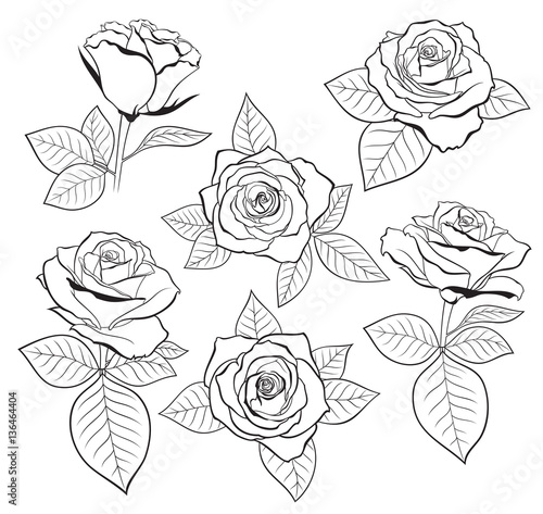 Vector set of detailed, isolated outline Rose bud sketches with leaves in black colour. Vector illustration for design on white background.