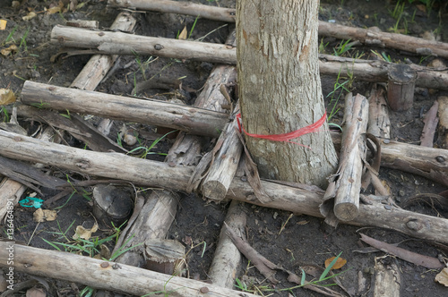 Fototapeta Naklejka Na Ścianę i Meble -  Support planting fully grown tree by timber