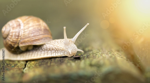 Website banner of a slow snail © Reddogs