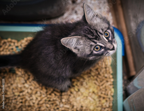 Fotografie Kitten defecate in the toilet.