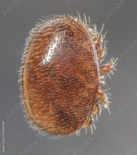 Varroa destructor bee parasite - microscope photo photo