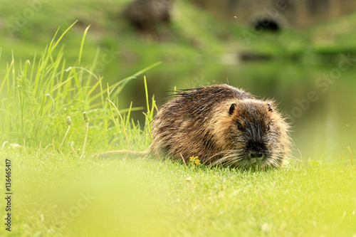 Nutria 