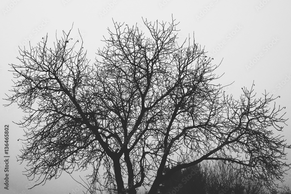Obraz premium Oak tree in the mist