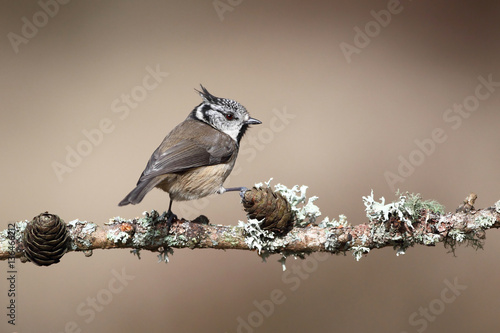 Crested Tit