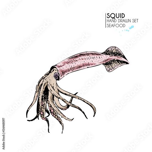 Vector hand drawn set of seafood icons. Isolated shrimp. Engraved colored art.