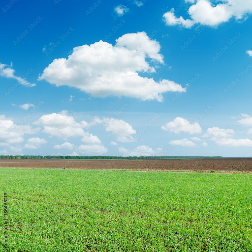 green agricultural field under blue sky with white clouds