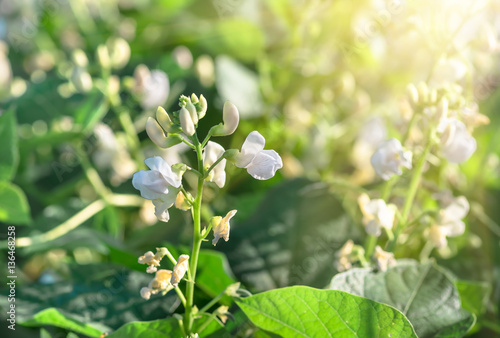 Foto Flowers beans, growing in spring, background