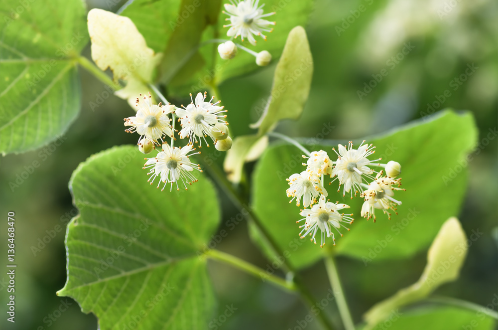 flowers blossoming tree linden tree, spring flowers blossoming tree linden tree, spring