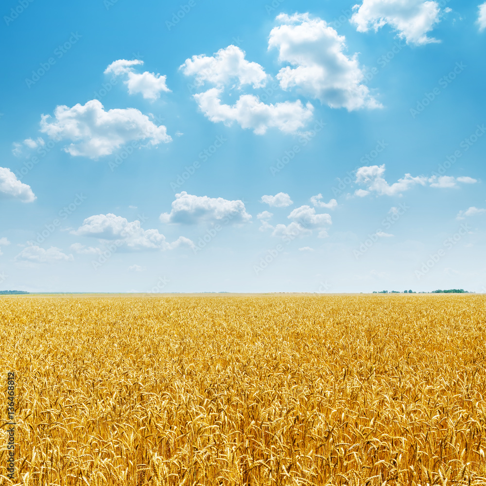 golden harvest field and blue sky with clouds over it golden harvest field and blue sky with clouds over it