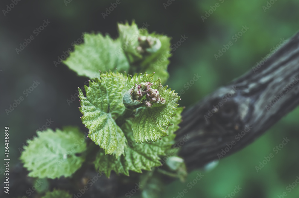 shoots and leaves of grapes on the vine spring shoots and leaves of grapes on the vine spring