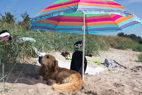Golden Retriever im Sommer am Strand liegt unter einem Sonnenschirm im Schatten