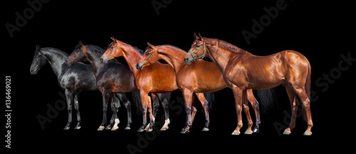 Horses isolated on black. Group of different horses standing on black background.