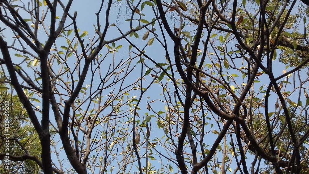 tree tree