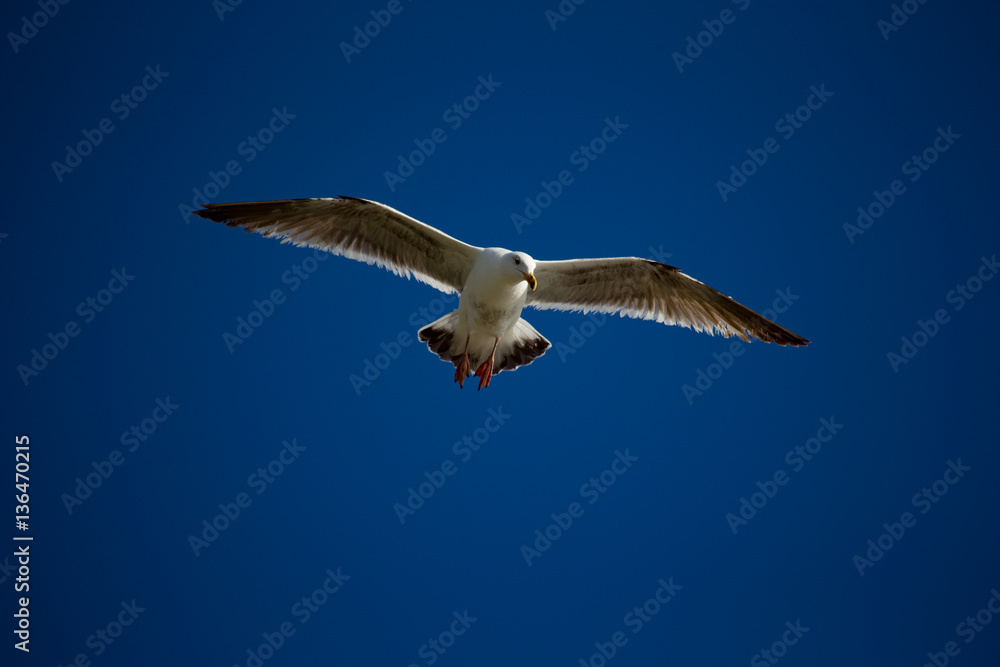 Fototapeta premium Flying over
