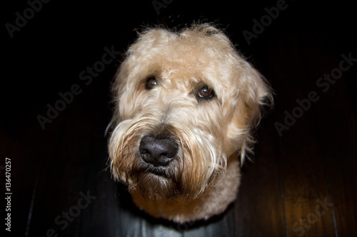 Canvas Print Dog Headshot - Wheaten Terrier