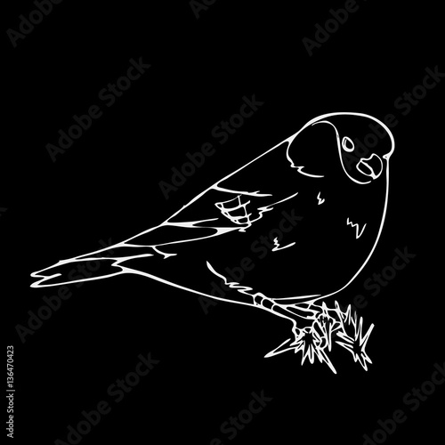 Hand-drawn pencil graphics, small bird. Engraving, stencil style. photo