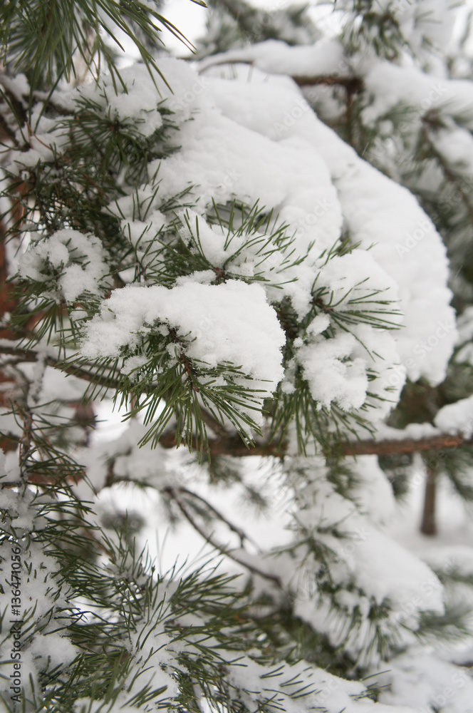 Branch of pine tree under white snow vertical