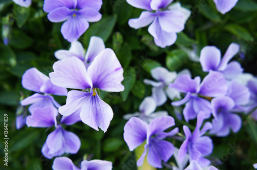 Violet pansy flowers in green