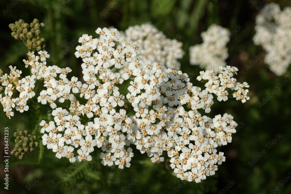 Achillée millefeuille (achillea millefolium) Stock Photo | Adobe Stock