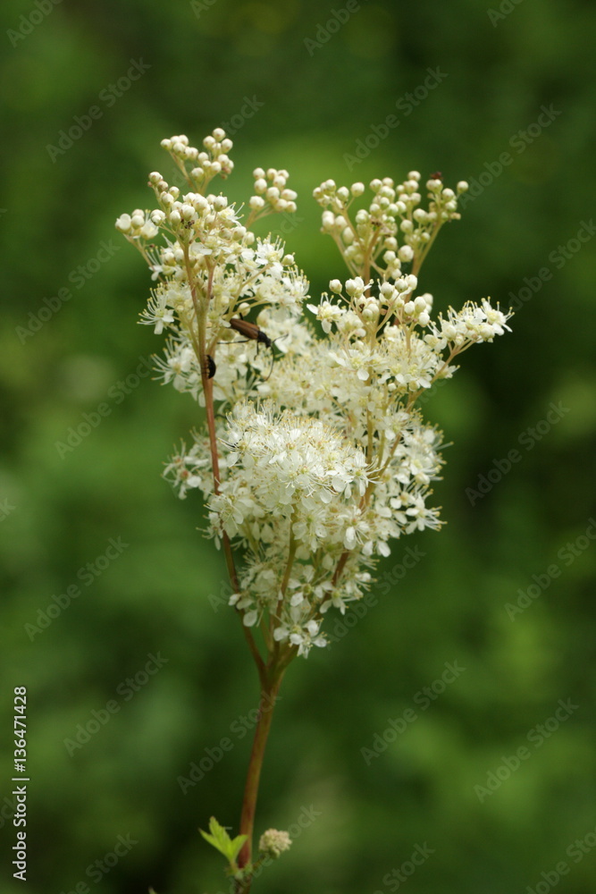 Reine-des-prés ou spirée ulmaire (Filipendula ulmaria) Reine-des-prés ou spirée ulmaire (Filipendula ulmaria)