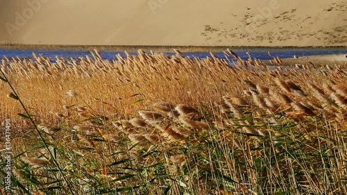 Badain Jaran Desert lake in autumnal morning, Ejina, Alxa, Inner Mongolia, China,  photo