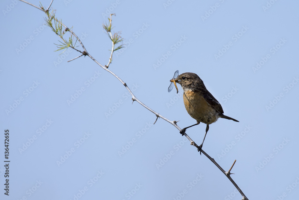 Common stone chat sit on twig with insect in mouth Common stone chat sit on twig with insect in mouth