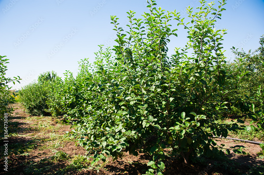 Apple tree in an orchard