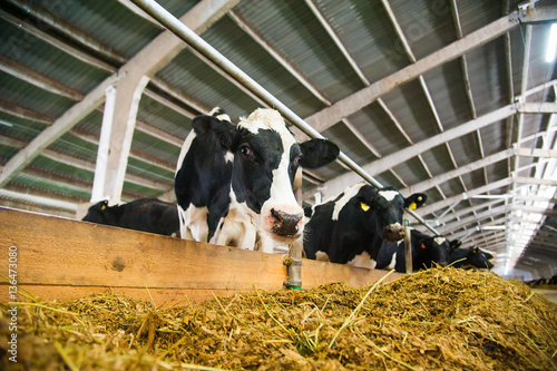 Cows in a farm. Dairy cows © SGr