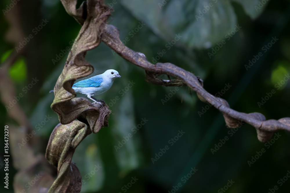 Blue gray tanager sitting on a branch in the rainforest Blue gray tanager sitting on a branch in the rainforest