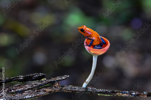 Blue jeans dart frog in Costa Rica sitting in a fungi cap