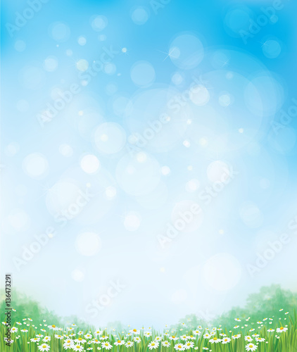 Vector summer nature  background, chamomiles field and  blue sky