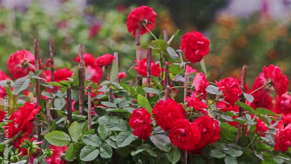 branch of large red rose flowers on plantation of flower bed at bright sunlight before Vietnamese new year TET branch of large red rose flowers on plantation of flower bed at bright sunlight before Vietnamese new year TET