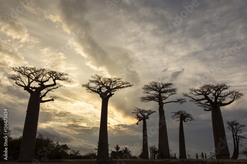 Wallpaper Mural Baobab Alley in Madagascar, Africa. Beautiful and colourful land Torontodigital.ca