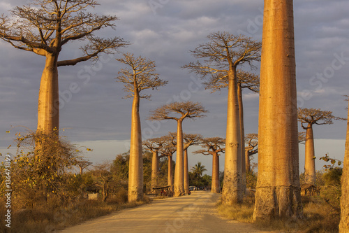 Photo Baobab Alley in Madagascar, Africa. Beautiful and colourful land
