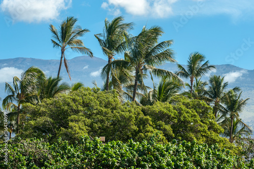 Palmen am Haleakala