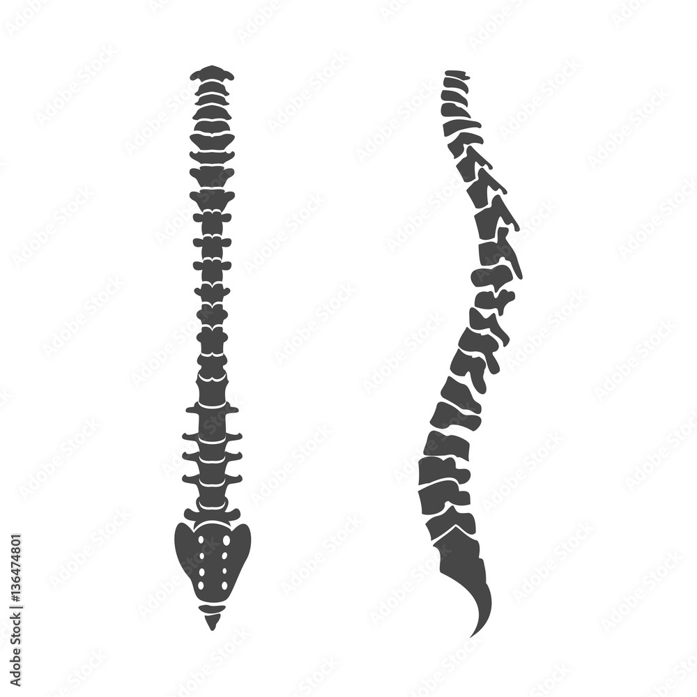 Grey spine icons. Vector illustration of human organs Grey spine icons. Vector illustration of human organs