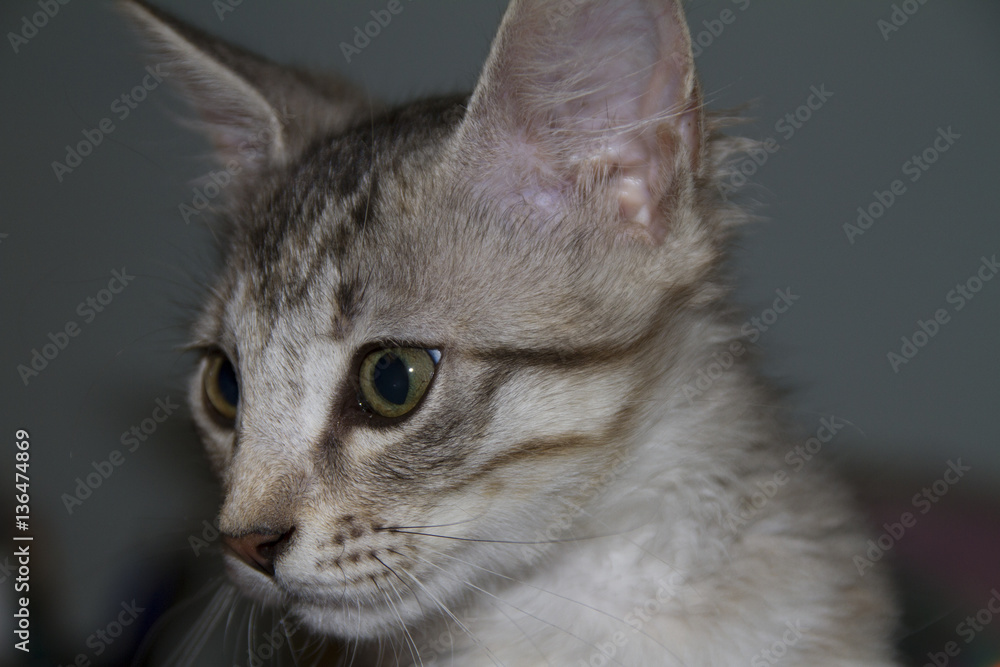 Fototapeta premium cat close up