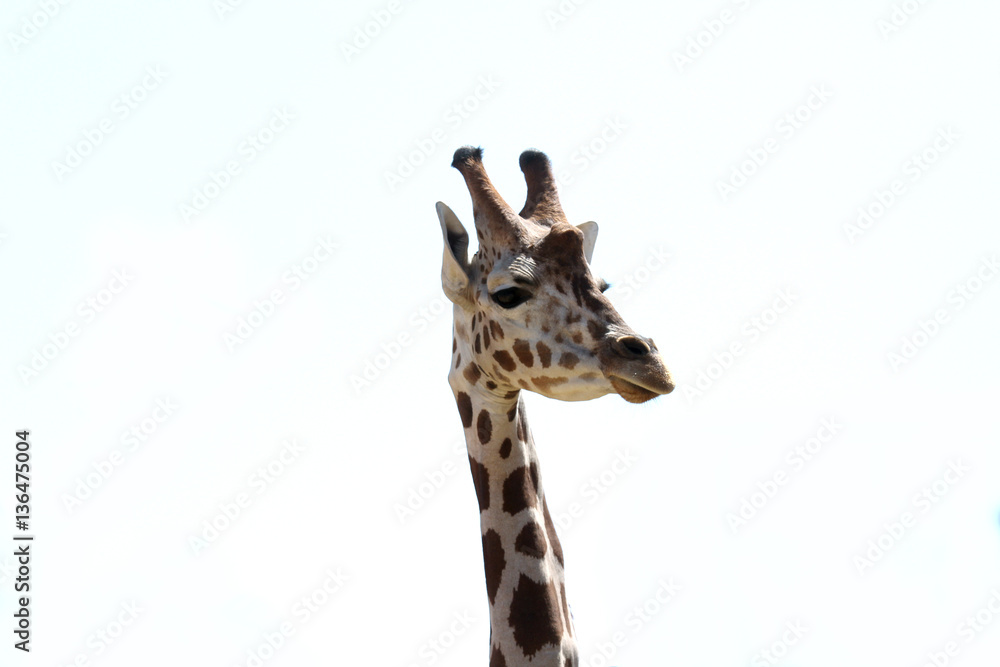 Obraz premium giraffe close up