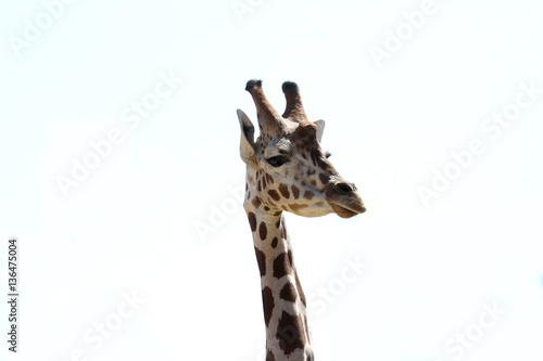 giraffe close up