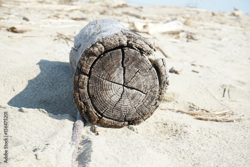 Treibholz am Strand