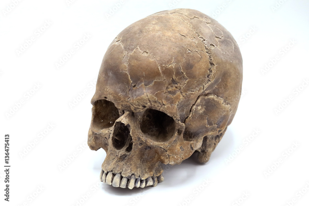 Obraz premium Human Skull over white