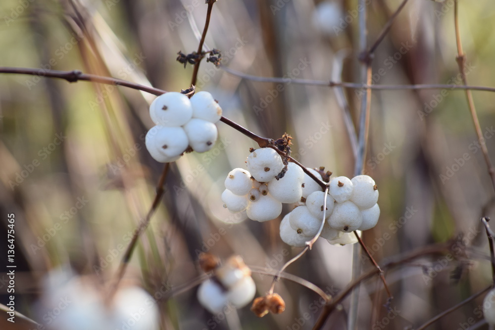 White and Magenta winter berries on the branches dropped foliage bushes look like a winter miracle.