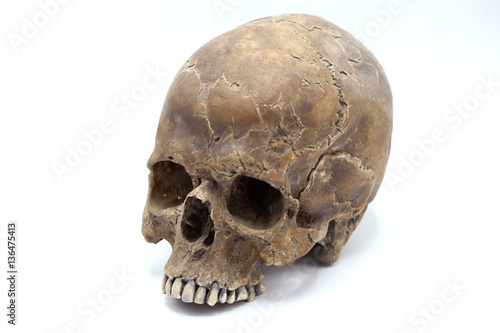 Human Skull over white