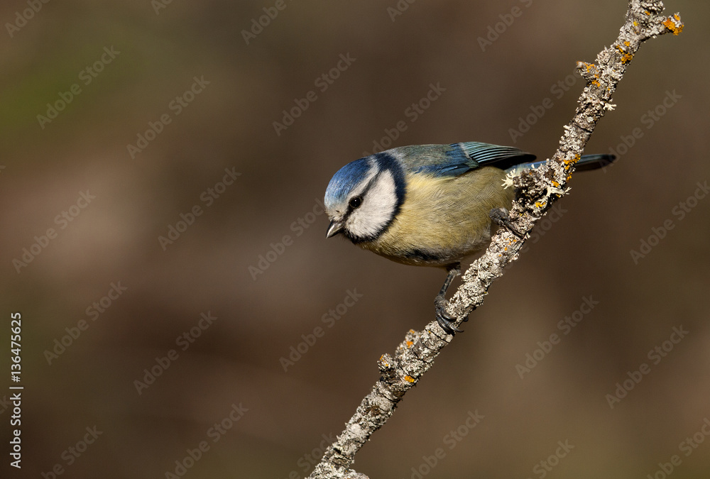 Obraz premium Blue tit. Cyanistes caeruleus